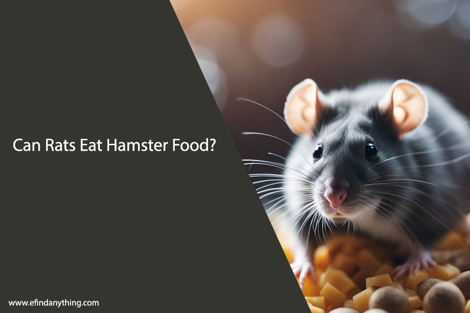 Can Rats Eat Hamster Food