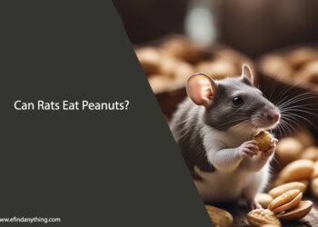 Can Rats Eat Peanuts