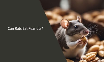 Can Rats Eat Peanuts? A Comprehensive Guide