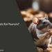 Can Rats Eat Peanuts