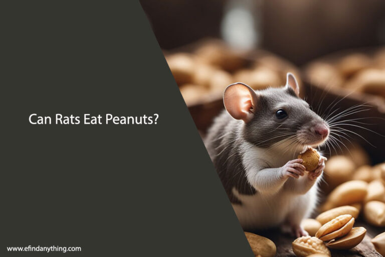 Can Rats Eat Peanuts