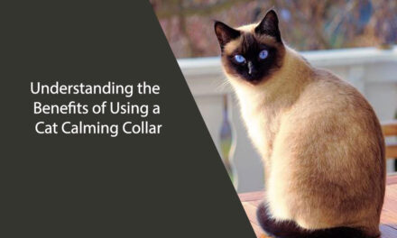 Understanding the Benefits of Using a Cat Calming Collar