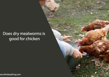 Does dry mealworms is good for chicken