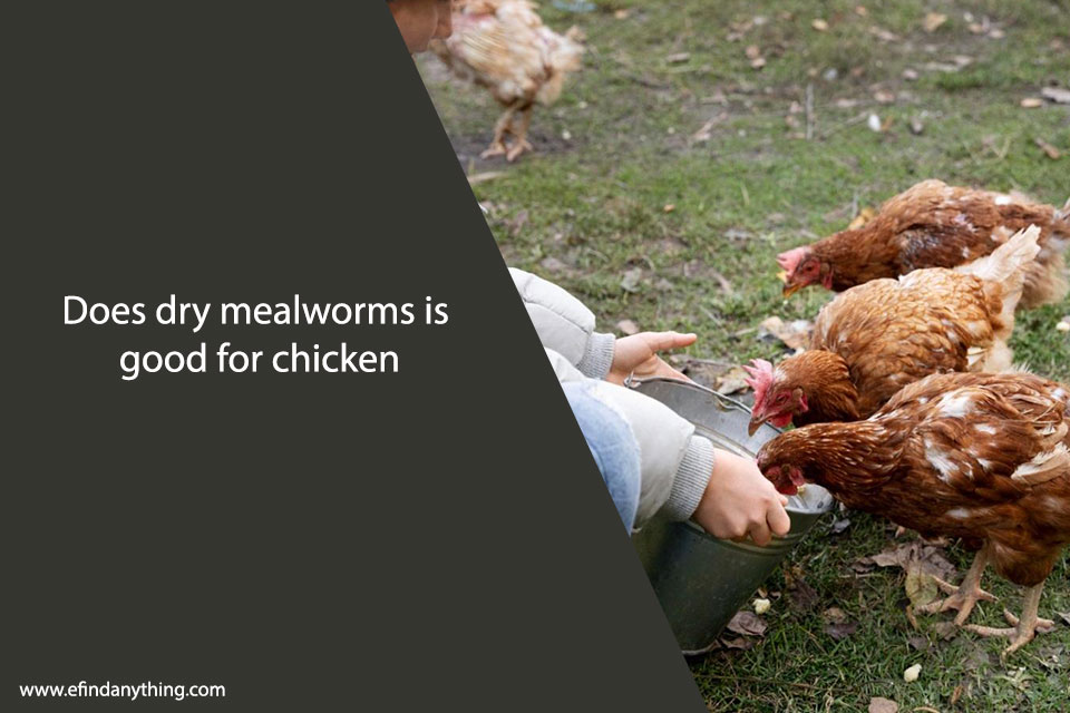 Does dry mealworms is good for chicken