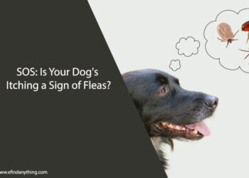 Dog's Itching a Sign of Fleas