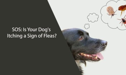 SOS: Is Your Dog’s Itching a Sign of Fleas?