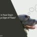 Dog's Itching a Sign of Fleas