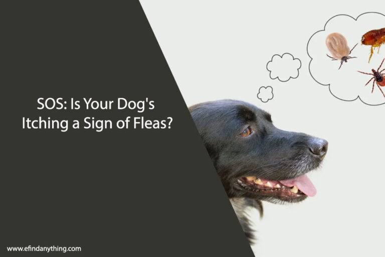 Dog's Itching a Sign of Fleas