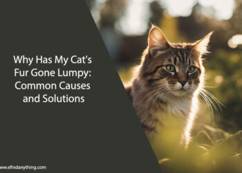 Why Has My Cat's Fur Gone Lumpy