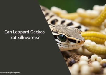 Can Leopard Geckos Eat Silkworms