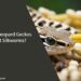 Can Leopard Geckos Eat Silkworms
