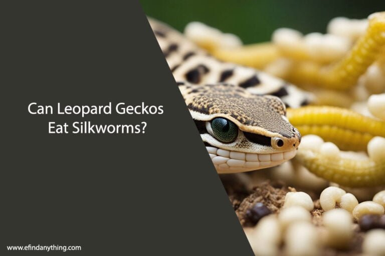 Can Leopard Geckos Eat Silkworms