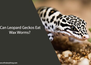 Can Leopard Geckos Eat Wax Worms
