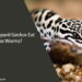 Can Leopard Geckos Eat Wax Worms