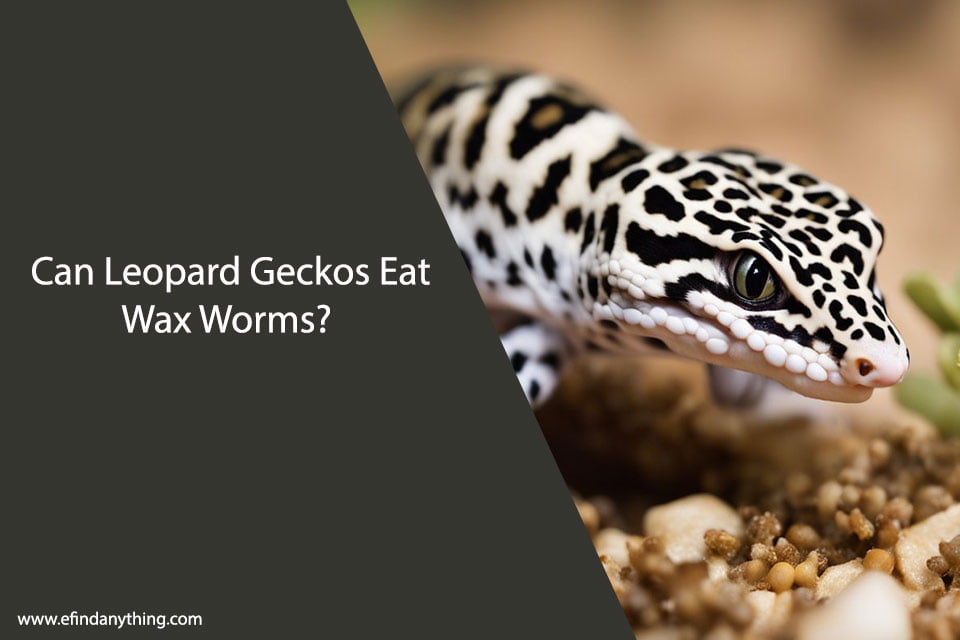 Can Leopard Geckos Eat Wax Worms