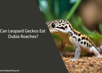 Can Leopard Geckos Eat Dubia Roaches