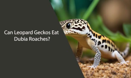 Can Leopard Geckos Eat Dubia Roaches?