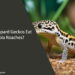 Can Leopard Geckos Eat Dubia Roaches