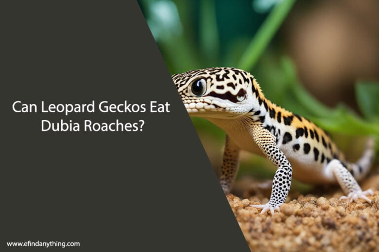 Can Leopard Geckos Eat Dubia Roaches
