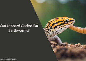 Can Leopard Geckos Eat Earthworms