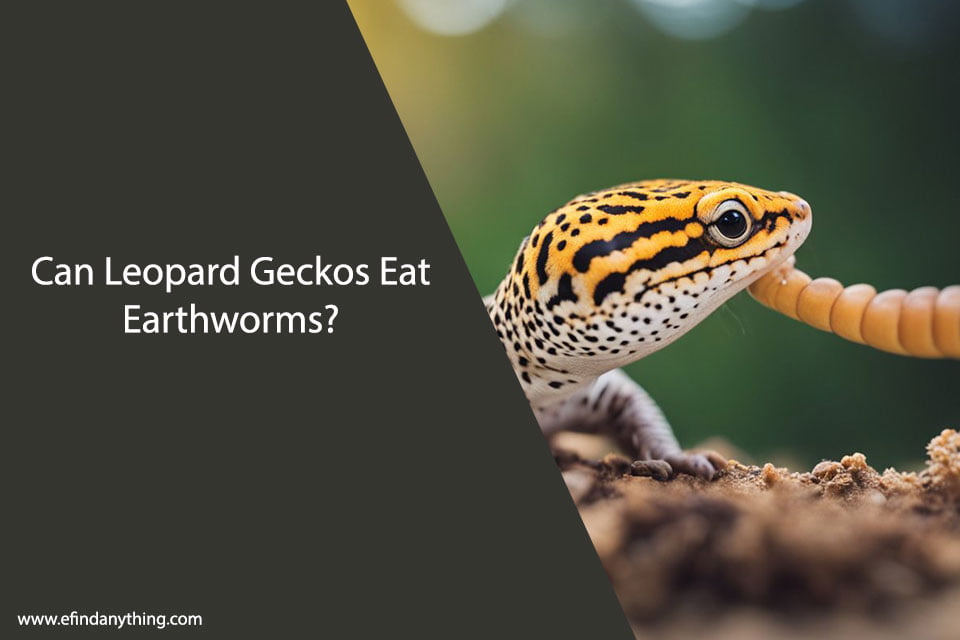 Can Leopard Geckos Eat Earthworms