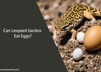 Can Leopard Geckos Eat Eggs