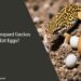 Can Leopard Geckos Eat Eggs