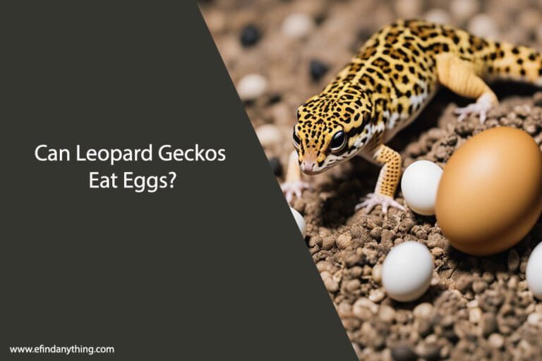 Can Leopard Geckos Eat Eggs
