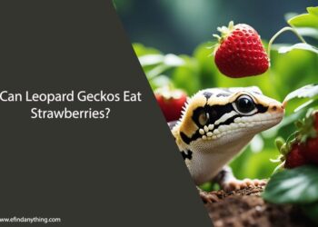 Can Leopard Geckos Eat Strawberries