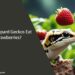 Can Leopard Geckos Eat Strawberries