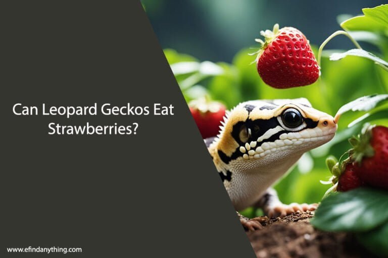 Can Leopard Geckos Eat Strawberries