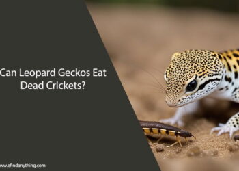 Can Leopard Geckos Eat Dead Crickets