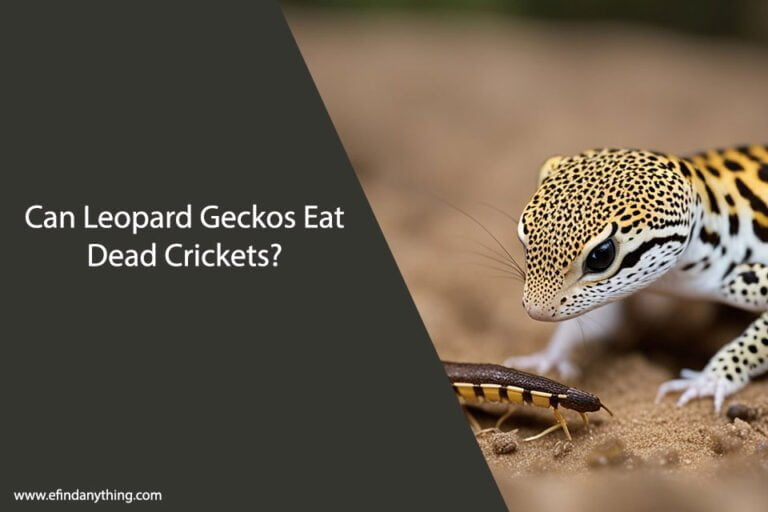 Can Leopard Geckos Eat Dead Crickets