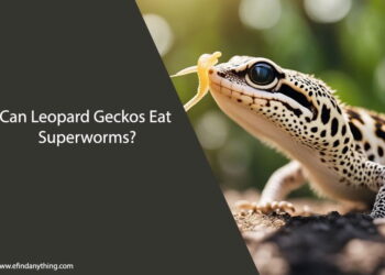 Can Leopard Geckos Eat Superworms