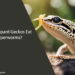 Can Leopard Geckos Eat Superworms