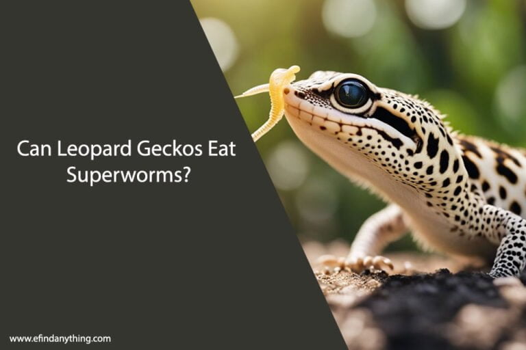 Can Leopard Geckos Eat Superworms