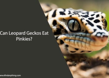 Can Leopard Geckos Eat Pinkies