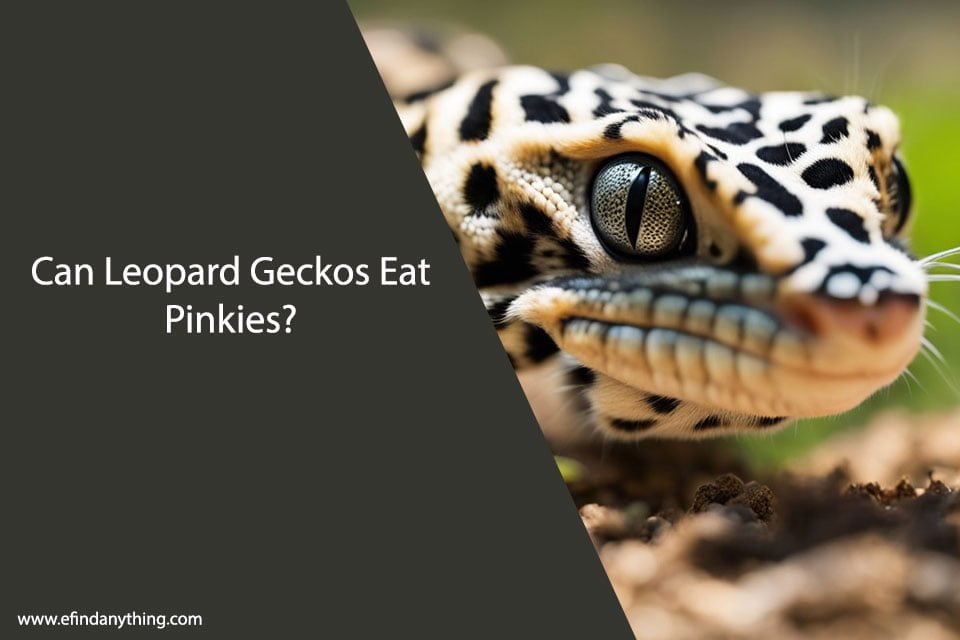 Can Leopard Geckos Eat Pinkies
