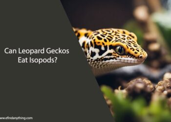 Can Leopard Geckos Eat Isopods