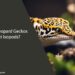 Can Leopard Geckos Eat Isopods