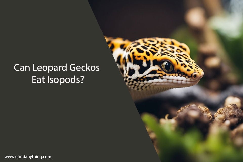 Can Leopard Geckos Eat Isopods
