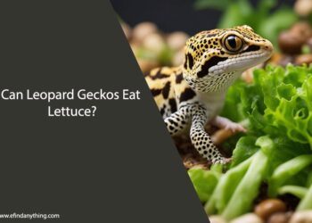Can Leopard Geckos Eat Lettuce
