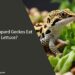 Can Leopard Geckos Eat Lettuce