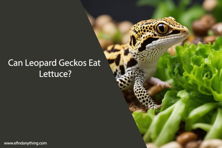 Can Leopard Geckos Eat Lettuce