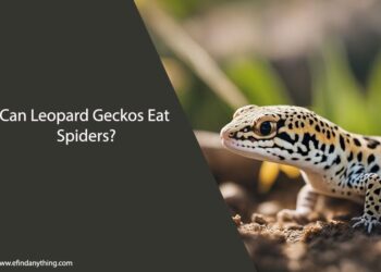 Can Leopard Geckos Eat Spiders
