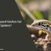 Can Leopard Geckos Eat Spiders