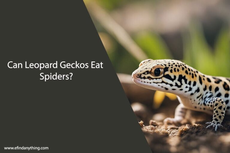 Can Leopard Geckos Eat Spiders