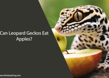 Can Leopard Geckos Eat Apples