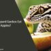 Can Leopard Geckos Eat Apples