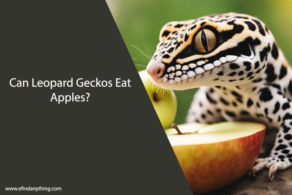 Can Leopard Geckos Eat Apples